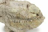 Bargain, Fossil Oreodont (Merycoidodon) Skull - South Dakota #249271-4
